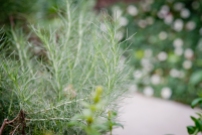 Feathery, silver-green California Sagebrush adds height, texture, and levity to the north side of the front garden. Sagebrush is a great plant to use when to discourage traffic or create a boundary.