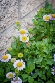 Seaside daisy (Erigeron glaucus) line the wall of meters behind the Shotgun House.