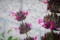 Hummingbird Sage entices visitors to the parking spaces behind the Shotgun House.